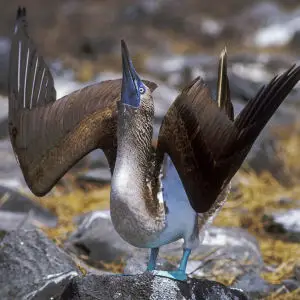 Blue-footed Booby - Galapagos_Image15