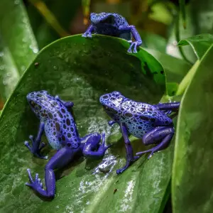 500px provided description: Blue Frogs [##tiere ,##ausflug]