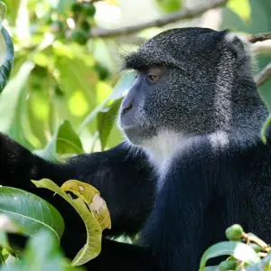 Blue Monkey, Arusha National Park