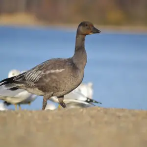 Blue Morph Snow Goose (Chen caerulescens)