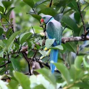 Also called Malabar Parakeet - Endemic to the Western Ghats