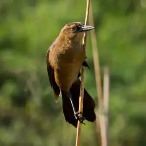 A female Boat-tailed Grackle clings to a reed.Photo taken with an Olympus E-5 in Myakka River State Park, FL, USA.Cropping and post-processing performed with Adobe Lightroom.