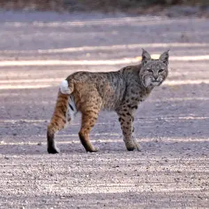 BOBCAT (Lynx rufus) (11-11-2017) 0.2 miles west of paton's on blue haven road, patagonia, santa cruz co, az -01