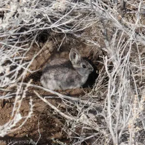 Boise State University - pygmy rabbit