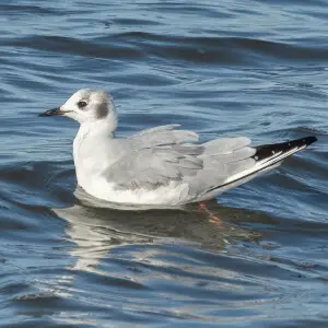 Bonaparte's gull at Jones Beach