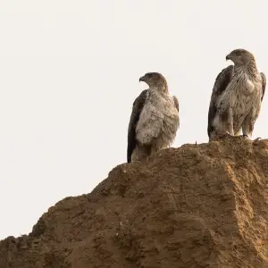 Bonell's Eagle Male and Female Together taken at National Chambal Sanctuary, Madhya Pradesh India