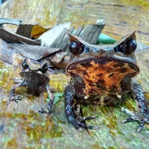 Habitat katak ini berada di hutan primer sampai sekunder tua berbukit di ketinggian 1.600 mdpl.
Ciri katak ini adalah memiliki berbadan berbadan gemuk, tungkai belakang pendek serta kurus, memiliki tanduk yang terbentuk dari kulit yang lancip, lebar dan b