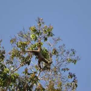Bornean White Bearded Gibbon up in the trees