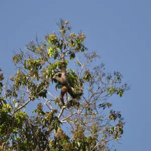Bornean White Bearded Gibbon up in the trees