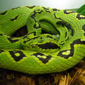Yellow-blotched palm-pitviper (Bothriechis aurifer)