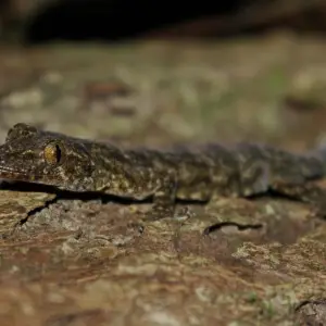 Hemidactylus bowringii - факти, дієта, ареал і фотографії на Animalia.bio