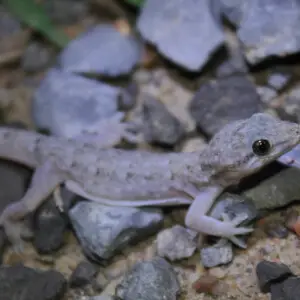 Oriental leaf-toed gecko - Facts, Diet, Habitat & Pictures on Animalia.bio