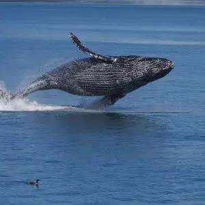 Breaching Humpback Whale (Megaptera novaeangliae)