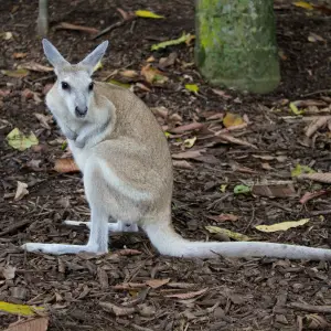 Bridled Nail-tail Wallaby refers to Onychogalea fraenata