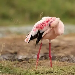 Lesser Flamingo photo