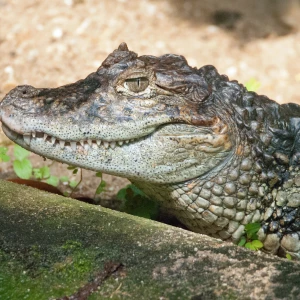 Broad-Snouted Caiman