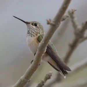 Broad-tailed Hummingbird (female or immature) | Rusty's | Rodeo | NM | 2015-08-25at14-31-283
