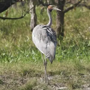 Brolga (Grus rubicunda)