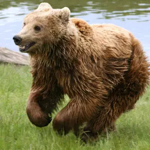 Brown bear (Ursus arctos arctos) running. From Skandinavisk Dyrepark, Denmark.