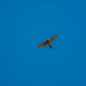 The Brown goshawk, (Accipiter fasciatus), is occasionally seen soaring over 7th Brigade Park, Chermside, causing some degree of consternation among the resident honeyeaters.  It is the only raptor known to have bred in the park, making a nest in a very ta