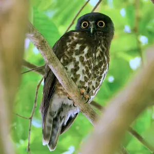 Brown Hawk-Owl (Ninox scutulata) at Phuket, Thailand