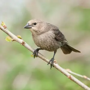 Brown-headed Cowbird, f.