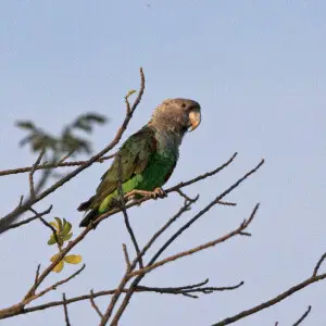 Brown-headed Parrot (Poicephalus cryptoxanthus; Poicephalus cryptoxanthus tanganyikae) in South Luangwa, Zambia.