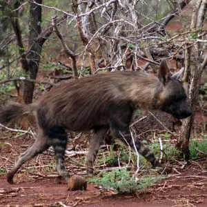 Brown hyena, Jaci's Lodges, Madikwe