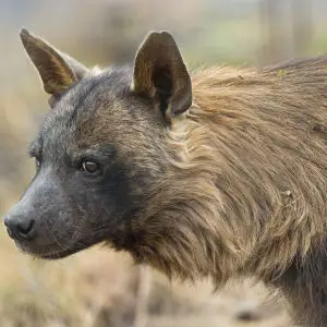 Brown hyena profile