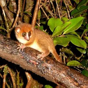 Brown Mouse Lemur. Microcebus Rufus