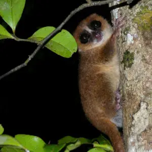 Brown Mouse Lemur, Nosy Mangabe, Madagascar