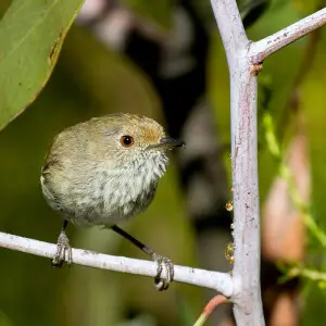 Brown thornbill - Facts, Diet, Habitat & Pictures on Animalia.bio