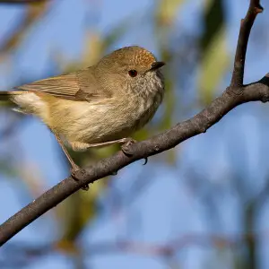 Brown thornbill - Facts, Diet, Habitat & Pictures on Animalia.bio