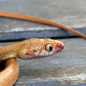 Brown tree snake (Boiga irregularis)