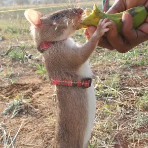 Gambian Pouched Rat photo