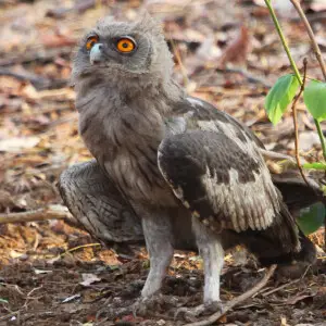 Juvenile Dusky Eagle Owl Bubo coromandus, Ranthambore, India