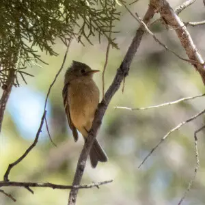 Buff-breasted Flycatcher | Carr Canyon | Sierra Vista | AZ|2018-05-22|10-26-58