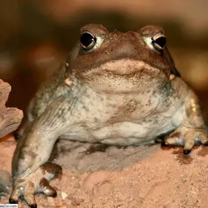 Location taken: Bronx Zoo, Bronx, NY USA. Names: Incilius alvarius (Girard in Baird, 1859), colorado river toad, Incilius alvarius, Koloradoflodpadda, Ropucha koloradsk?, Sapo del desierto-sonorense, Sonoran Desert toad, ?????? Classification: Animalia > 