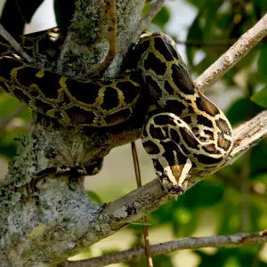 Burmese Python (5), NPSPhoto, R. Cammauf