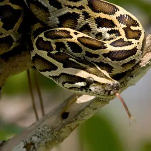 Burmese Python (7), NPSPhoto, R. Cammauf