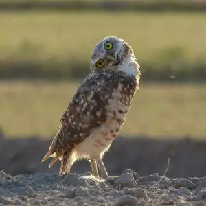 Burrowing Owl - Facts, Diet, Habitat & Pictures on Animalia.bio