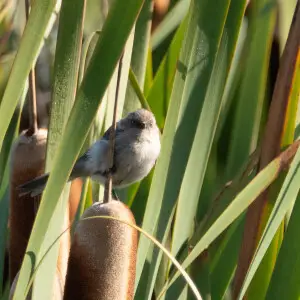 Bushtit | Las Galinas WWTP | Marin | CA|2018-09-25|09-28-25