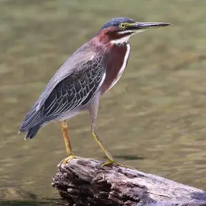 Green Heron photo