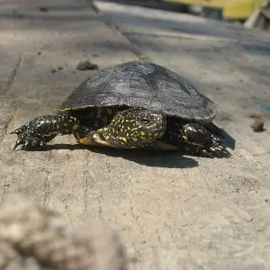 European Pond Turtle photo