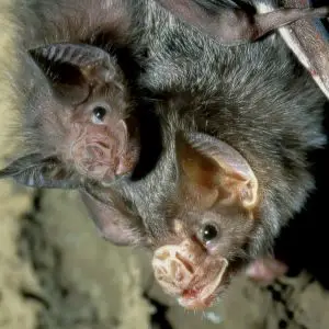 Common Vampire Bat photo