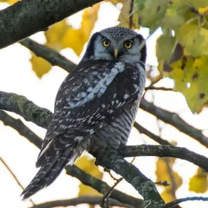Northern Hawk-Owl photo