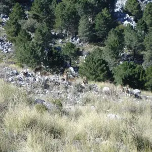 Spanish Ibex at Grazalema, Andalusia (Spain)