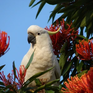 Sulphur-Crested Cockatoo photo