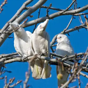 Three Little Corellas (also known as the Bare-eyed Cockatoo) perching in a tree in Toongabbie Creek, suburban Sydney, Australia.