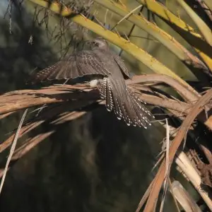 Pallid Cuckoo (Cacomantis pallidus), Northern Territory, Australia